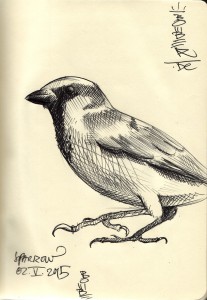 sparrow/spatz/sperling, ballpen on paper, 2015